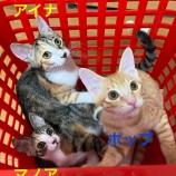 2023年8月27日千葉店に参加するねこけん千葉支部の保護猫17